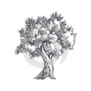 Vector vintage illustration of tree in engraving style. Hand drawn botanical sketch with olive plant isolated on white background