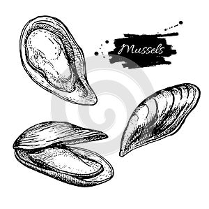 Vector vintage mussel set drawing. Hand drawn monochrome seafood