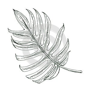 Vector vintage palm leaf in engraving style.