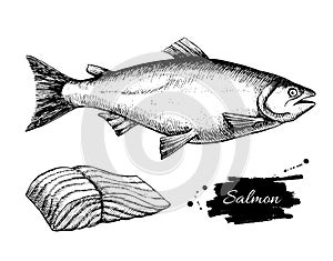 Vector vintage salmon drawing. Hand drawn monochrome seafood ill