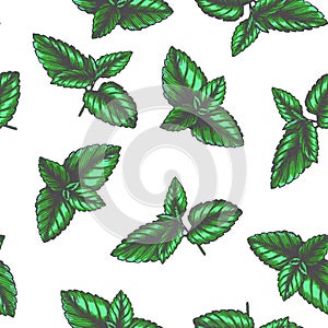 Vector vintage seamless pattern with mint leaves in engraving style. Hand drawn color botanical texture with green peppermint tips