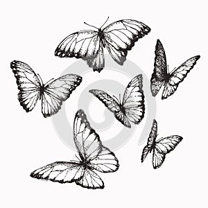 Vector vintage set of butterflies with different positions of wings in engraving style. Hand drawn illustration of nymphalid