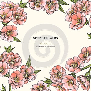 Vector vintage spring background with pink almond blossom isolated on white. Hand drawn color botanical texture with apple tree