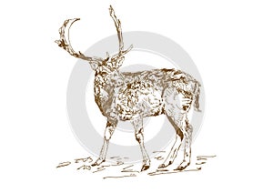 Vector vintage style engraved hand drawn deer animal hunting season. Forest deer with branchy horns in sketch style