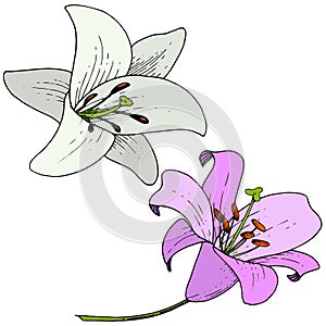 Vector Violet and white Lily floral botanical flower. Engraved ink art. Isolated lilium illustration element.