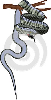 Vector viper snake