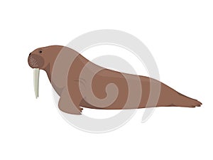 Vector walrus pinniped