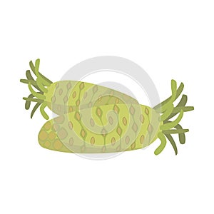 Vector wasabi illustration isolated in cartoon style. Herbs and Species Series.