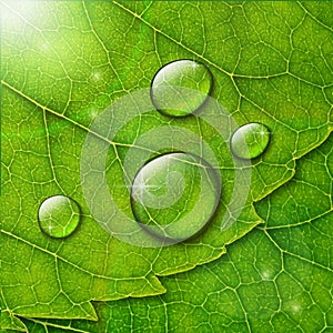 Vector water drops with flare and bokeh on green leaf macro bac