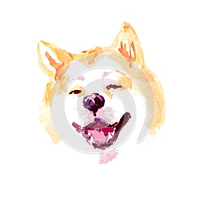 Vector watercolor artistic akita dog portrait isolated on white background.