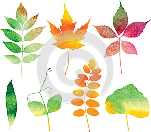 Vector watercolor autumn leaves set
