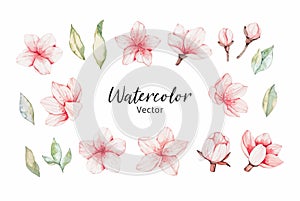 Vector Watercolor botanical illustration. Pink cherry blossom. Collection with gentle flowers, bud, branches and green leaves.