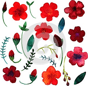 Vector watercolor flowers and leaves