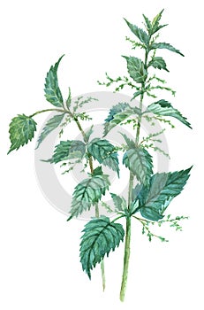 Watercolor Nettle isolated on a white background. Hand drawn herb illustration. photo