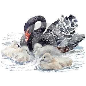 Vector watercolor illustration of cute little swans with mom.