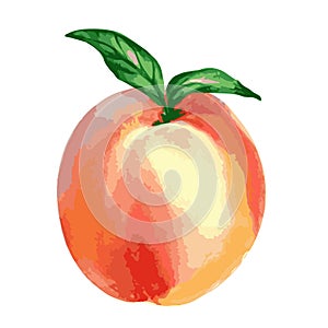 Vector watercolor illustration of one orange peach with green leaves isolated on a white background