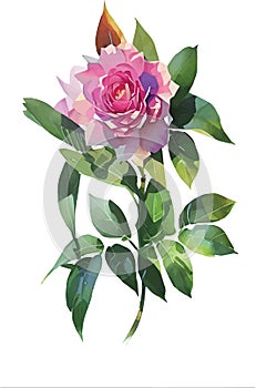 Vector watercolor illustration of pink flower rose and green leaves isolated on white background