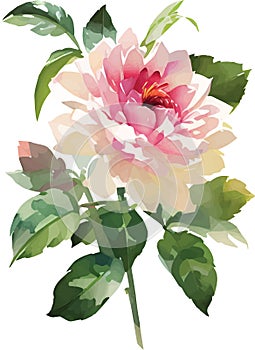 Vector watercolor illustration of pink flower rose and green leaves isolated on white background
