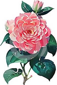 Vector watercolor illustration of pink flower rose and green leaves isolated on white background