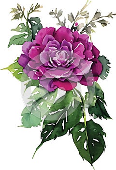 Vector watercolor illustration of pink purple flower rose and green leaves isolated on white background