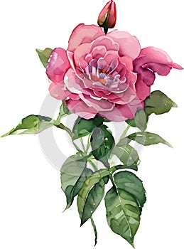 Vector watercolor illustration of pink rose flower and green leaves isolated on white background