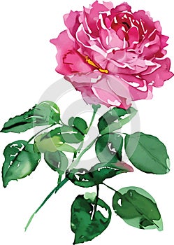 Vector watercolor illustration of pink rose flower and green leaves isolated on white background