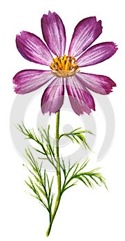 Vector watercolor illustration of purple cosmos flower isolated on white background