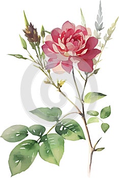 Vector watercolor illustration of red pink rose flower and green leaves isolated on white background