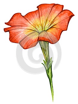 Vector watercolor illustration of red and yellow petunia flower isolated on white background
