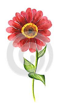 Vector watercolor illustration of red zinnia flower isolated on white background