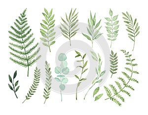 Vector watercolor illustrations. Botanical clipart. Set of Green photo