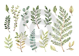 Vector watercolor illustrations. Botanical clipart. Set of Green leaves, herbs and branches. Floral Design elements. Perfect for