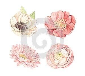 Vector watercolor illustrations - gentle flowers. Botanical design elements with Ranunculus, anemone, gerberas. Perfect for weddin