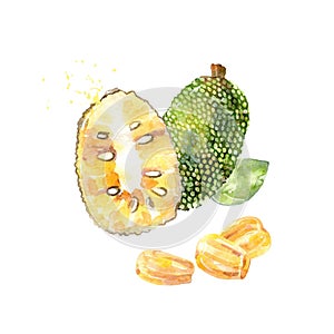 Vector Watercolor jackfruit.