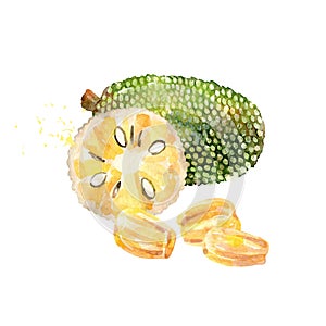 Vector Watercolor jackfruit.