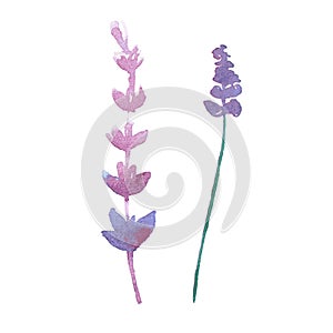 Vector watercolor lavender delicate bunch