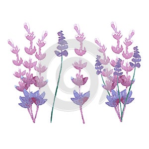 Vector watercolor lavender delicate bunch