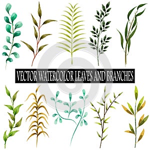 Vector watercolor leaves and branches collection