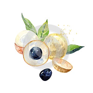 Vector Watercolor longan.