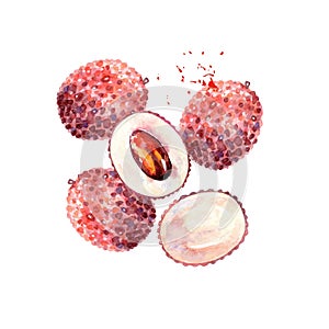 Vector Watercolor lychee.