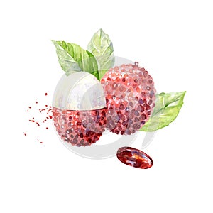 Vector Watercolor lychee.