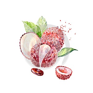 Vector Watercolor lychee.