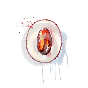 Vector Watercolor lychee.