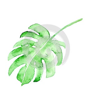 Vector watercolor monstera leaf. Green isolated design for postcard, background, cards