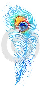 Vector watercolor peacock feather