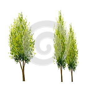 Vector watercolor pine tree or forest side view isolated on white background