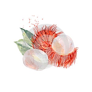 Vector Watercolor rambutan.