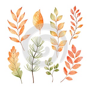 Vector watercolor Set of fall leaves, maple leaf, acorns, berries, spruce branch. Forest design elements. Hello Autumn