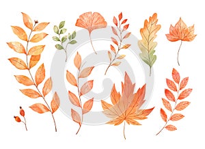 Vector watercolor Set of fall leaves, maple leaf, acorns, berries, spruce branch. Forest design elements. Hello Autumn