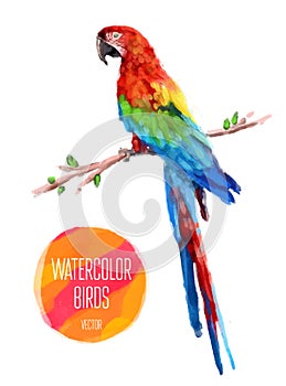 Vector watercolor style illustration of bird